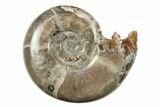 Polished, Sutured Ammonite (Argonauticeras) Fossil - Madagascar #246220-1